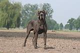 DOGUE ALLEMAND 465